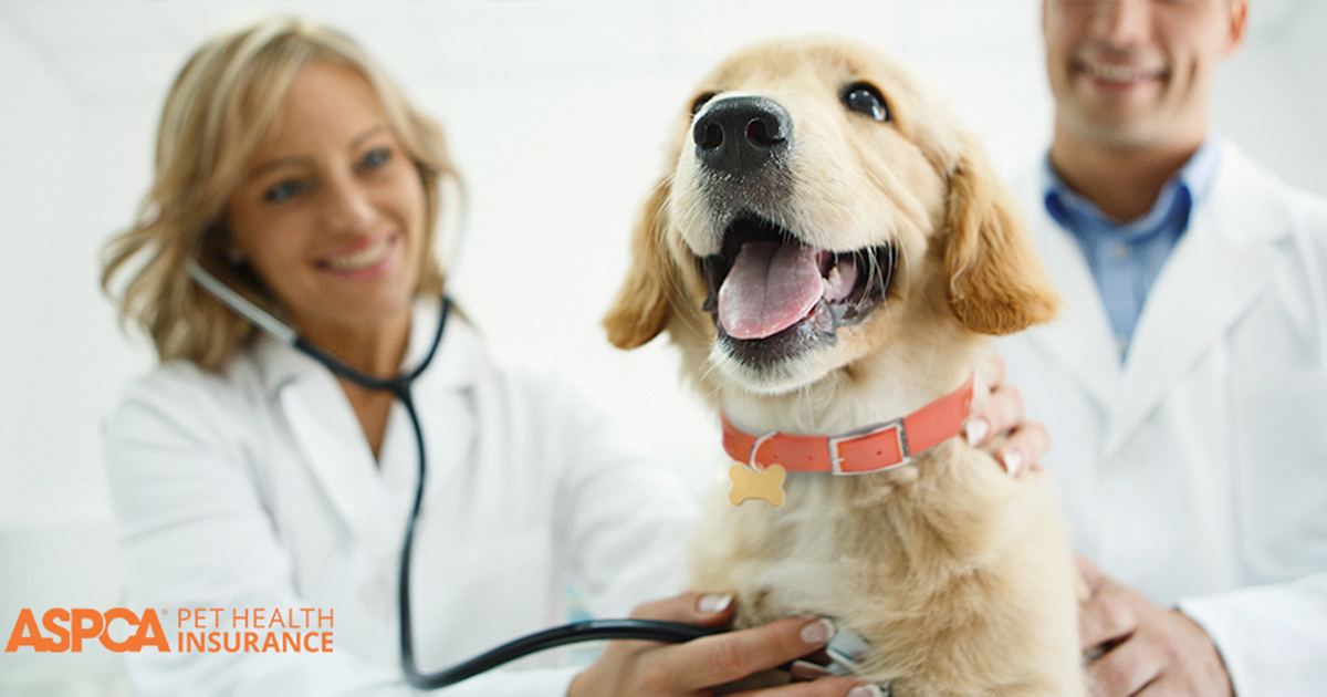 Dog health insurance