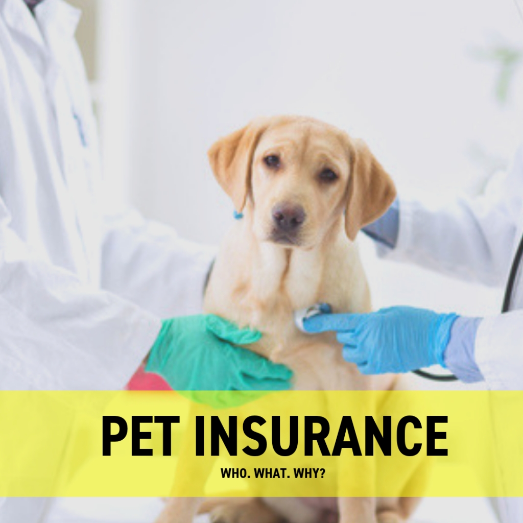 Dog health insurance