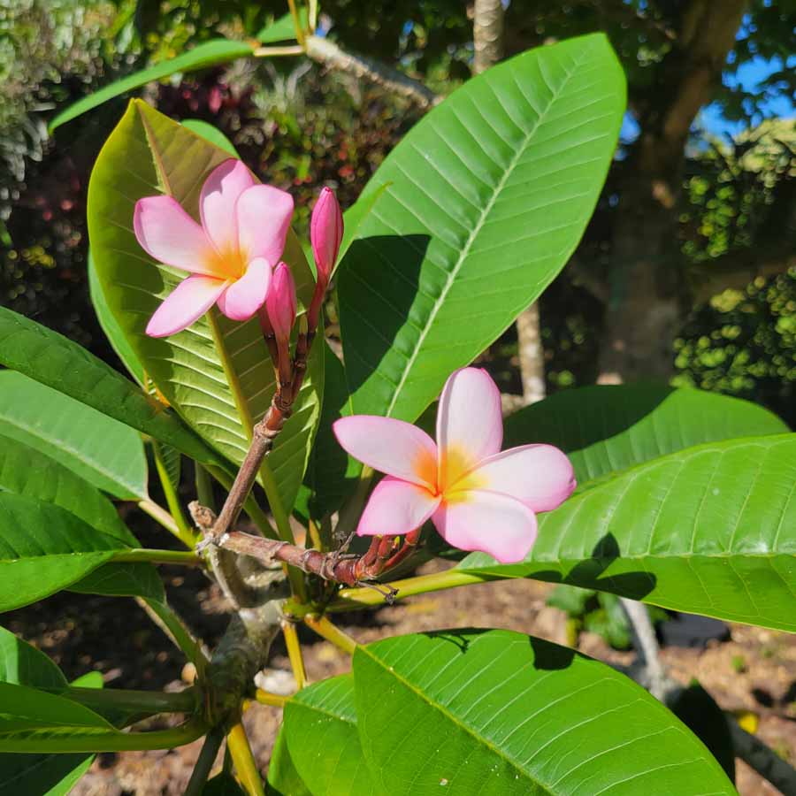 Hawaiian flowering trees