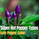 Purple super hot pepper types