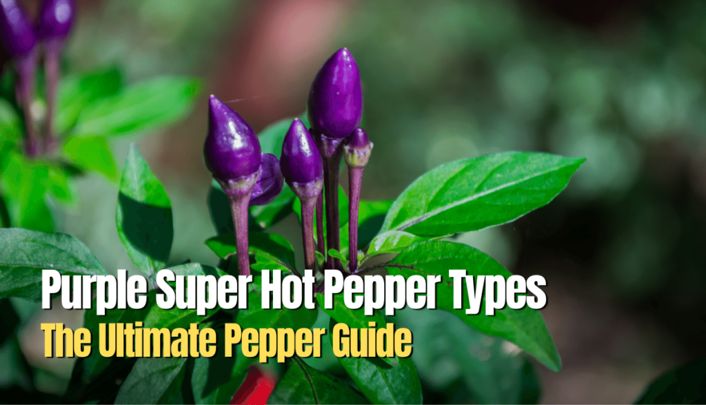 Purple super hot pepper types