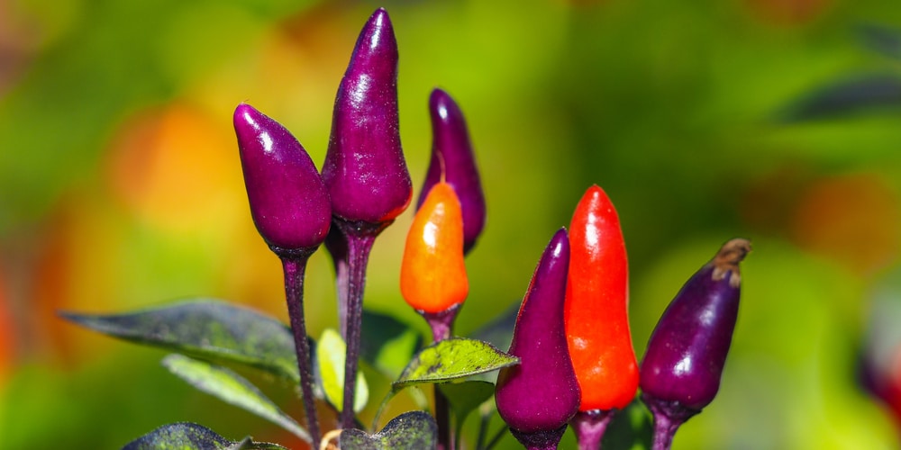 Purple super hot pepper types