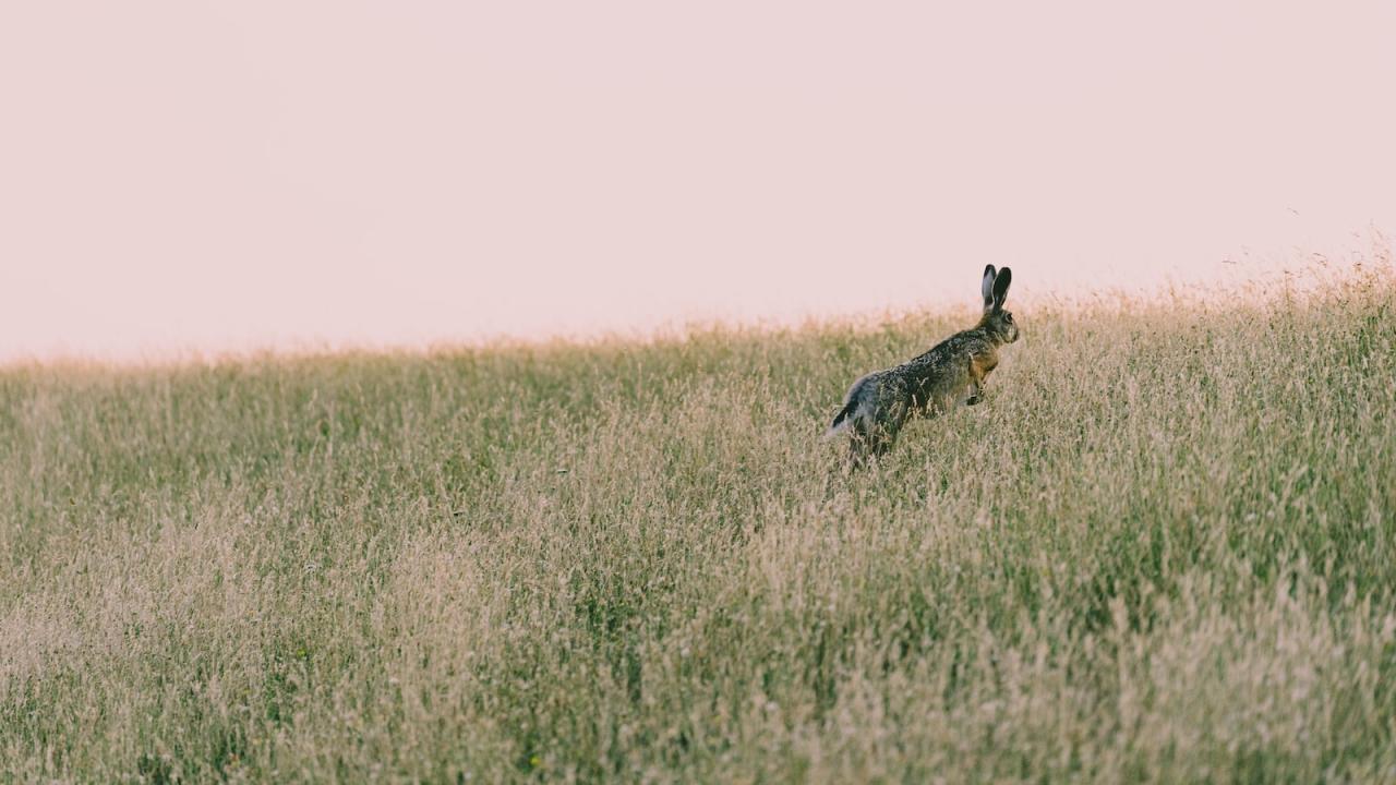 Can rabbits eat pine trees